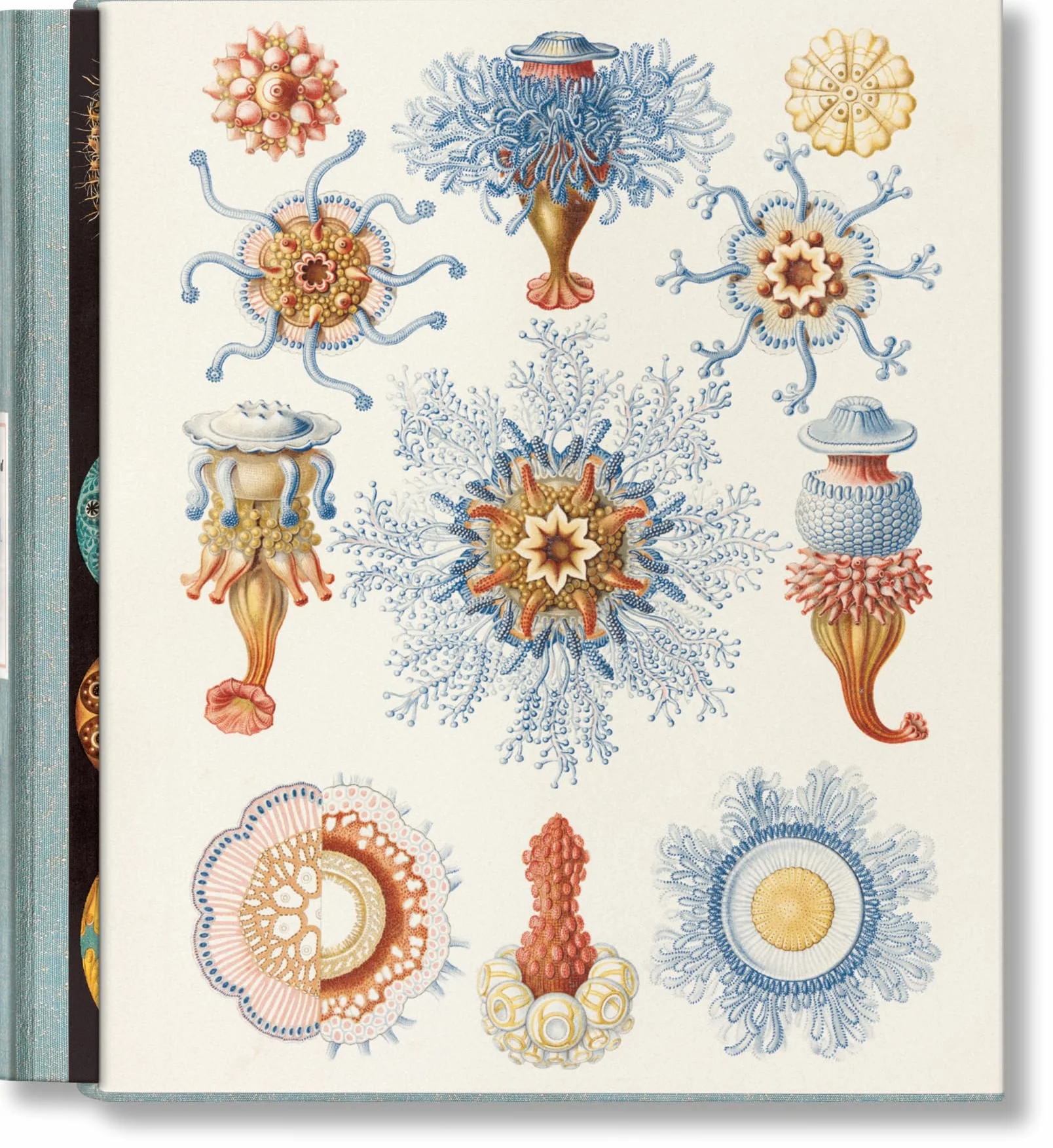 The Art and Science of Ernst Haeckel