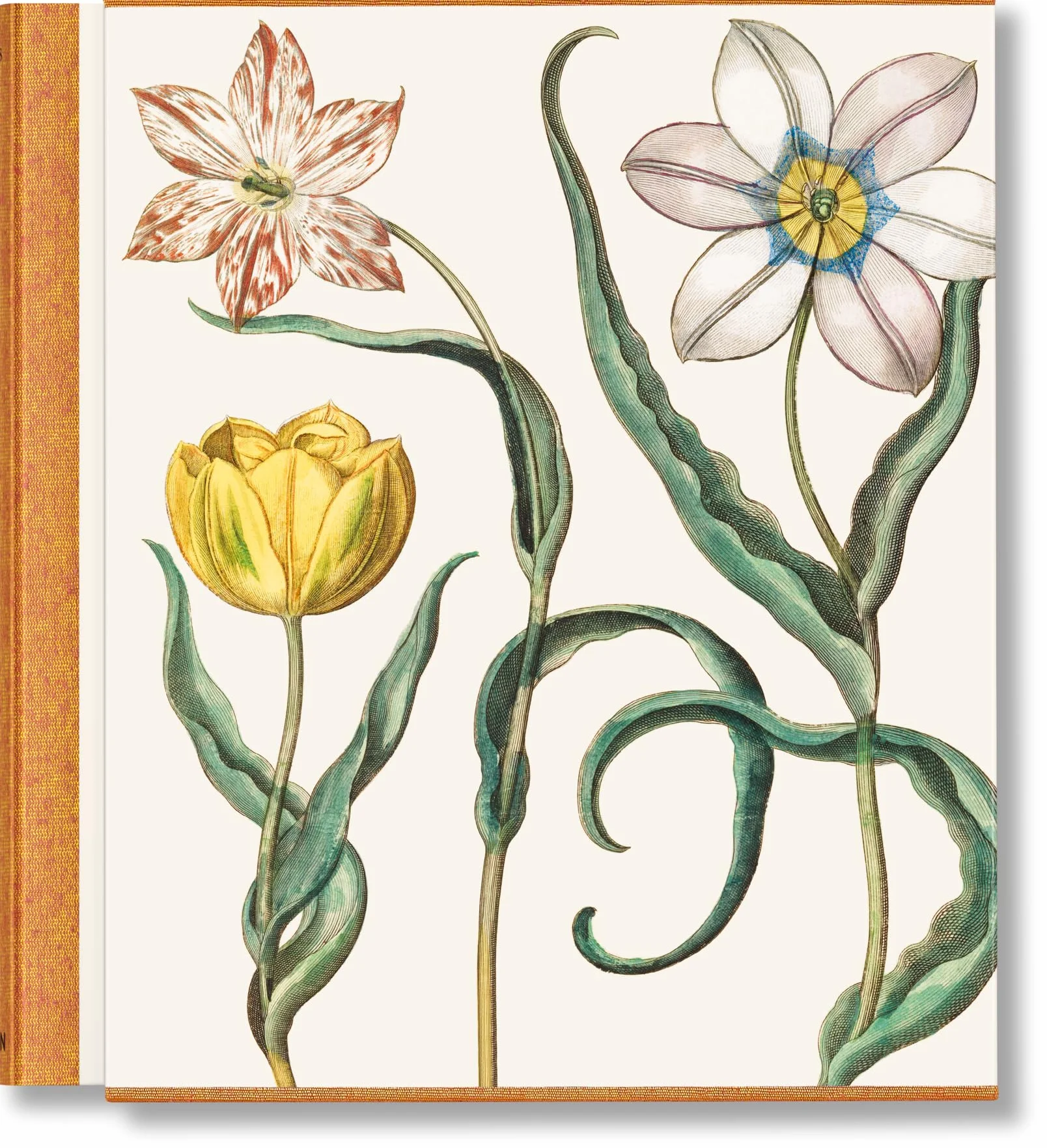 Basilius Besler: The Garden at Eichstätt: 1-3