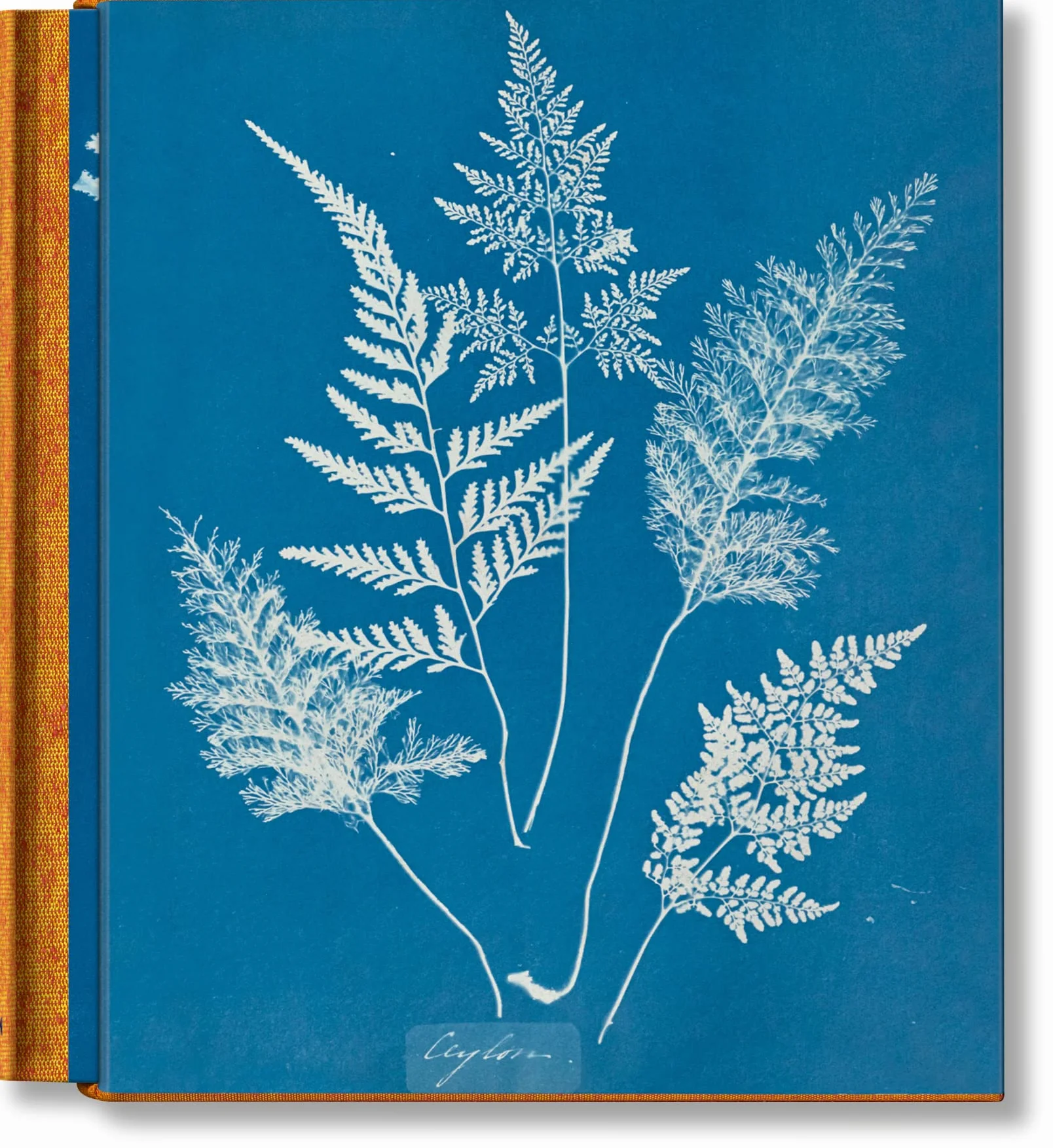 Anna Atkins: Cyanotypes