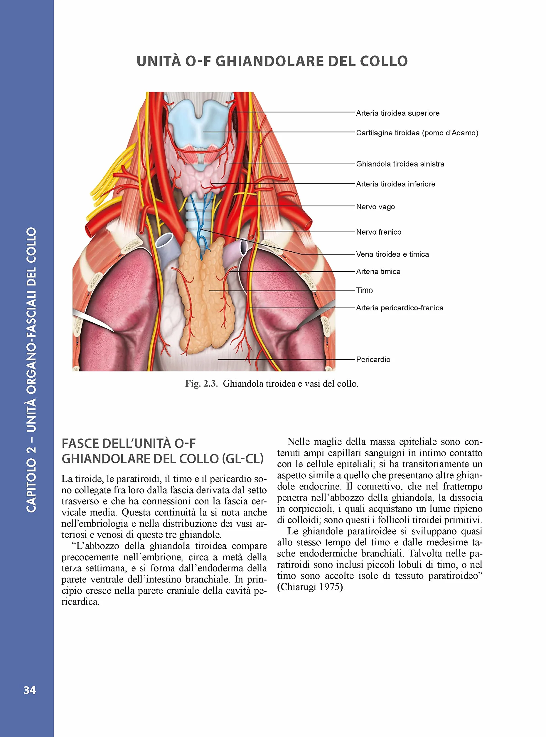 Atlante di anatomia e fisiologia delle fasce interne