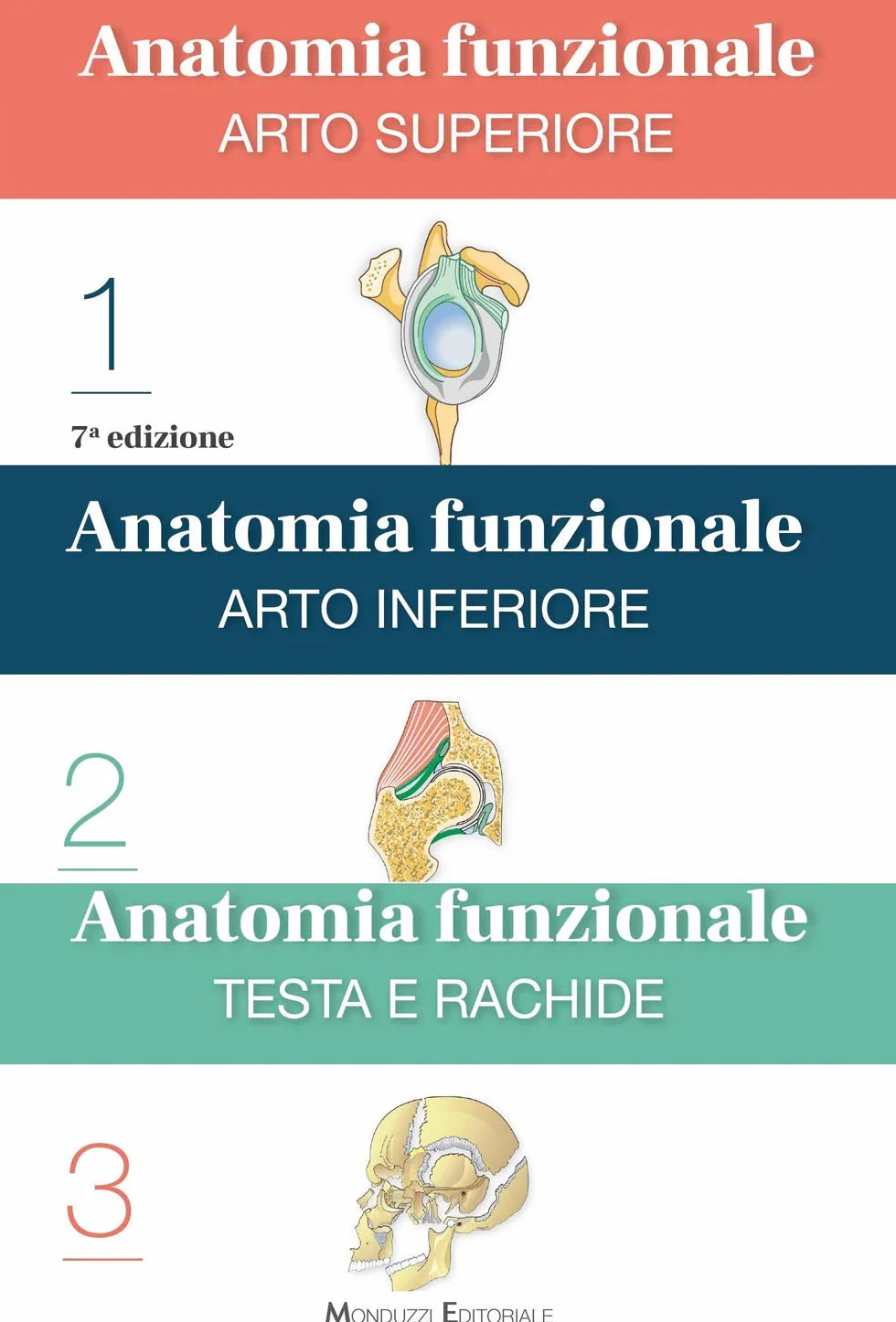 Anatomia funzionale