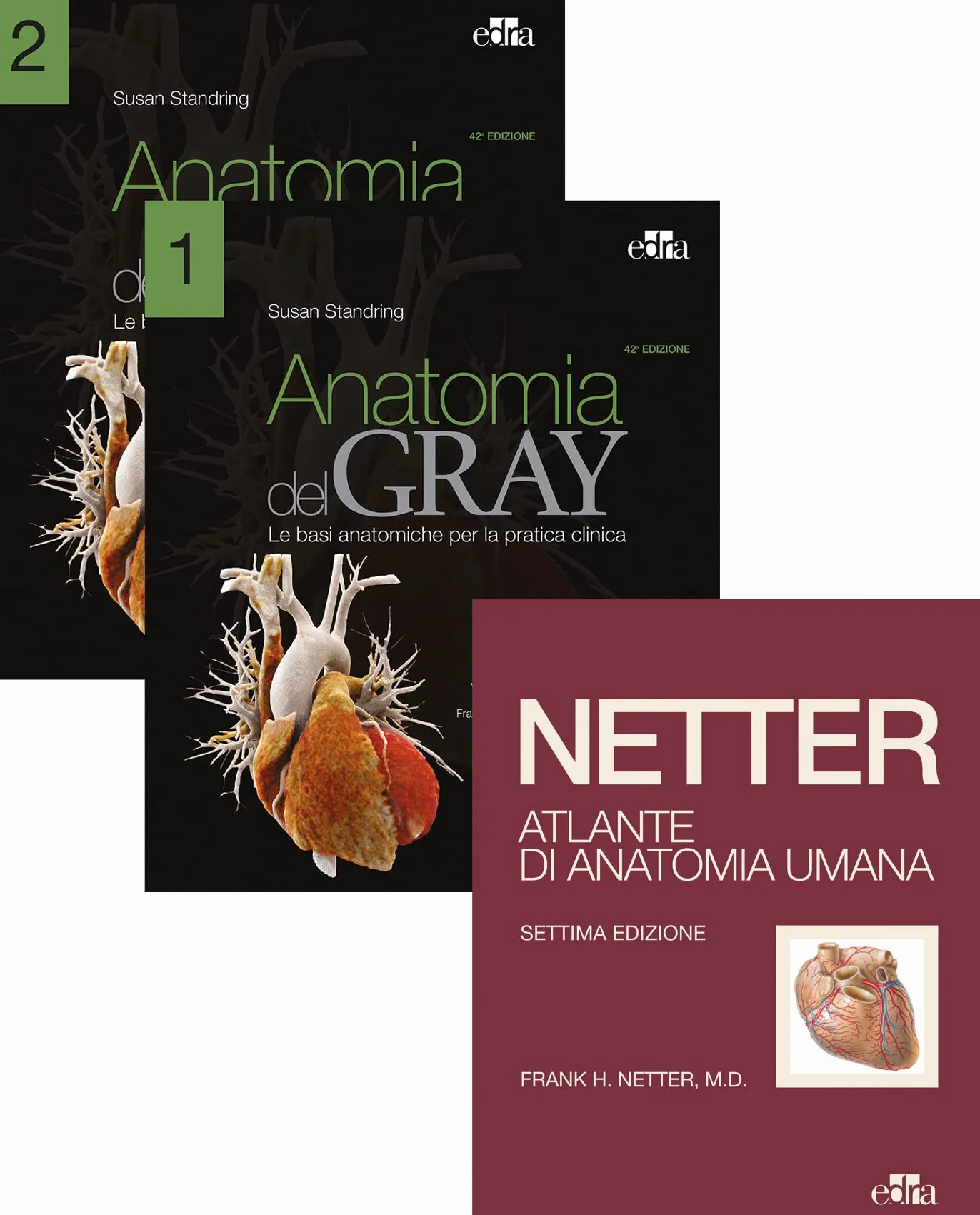 Netter Gray. L'anatomia: Anatomia del Gray-Atlante di anatomia umana di Netter